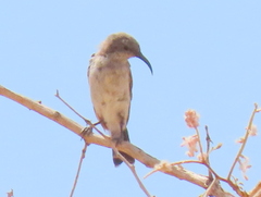 Cinnyris fuscus fuscus