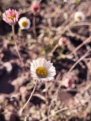 Erigeron karvinskianus image