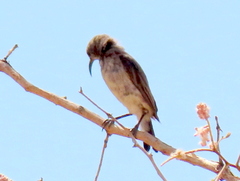 Cinnyris fuscus fuscus