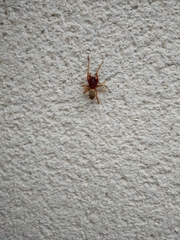 Dysdera