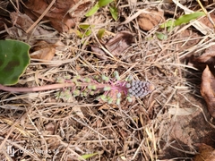 Ledebouria inquinata