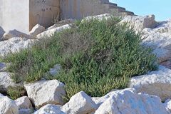 Salsola oppositifolia