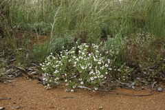 Polycalymma stuartii