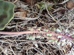 Ledebouria inquinata