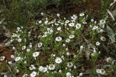 Polycalymma stuartii