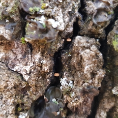 Phaeomarasmius rimulincola