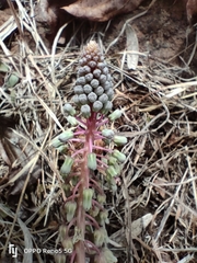 Ledebouria inquinata