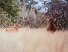 Alcelaphus buselaphus caama