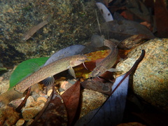 Oreonectes platycephalus