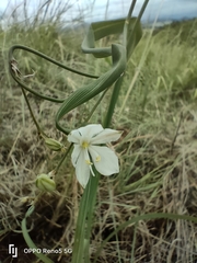 Chlorophytum fasciculatum