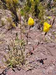 Oenothera stricta