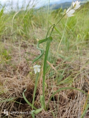 Chlorophytum fasciculatum