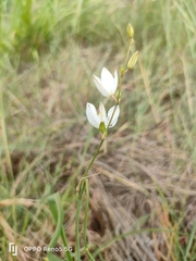 Chlorophytum fasciculatum