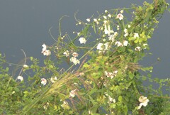 Oxystelma esculentum