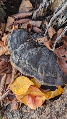 Ganoderma applanatum
