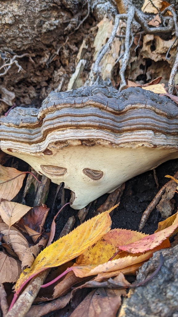 Ganoderma applanatum · November 2022 · photo: © atsushi_nakajima_cirque (iNaturalist, cc-by)