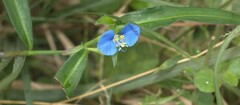Commelina ensifolia