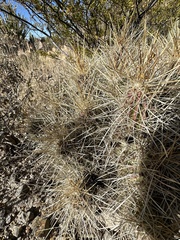 Echinocereus stramineus