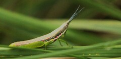 Neorthacris