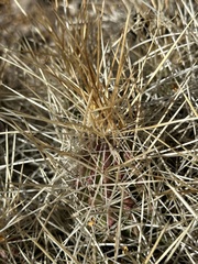 Echinocereus stramineus