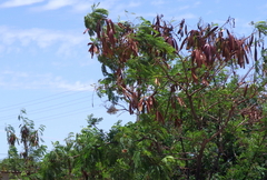 Leucaena leucocephala