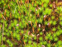 Polytrichum juniperinum
