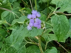 Ageratum