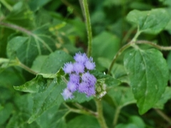 Ageratum