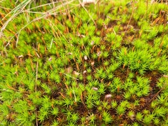 Polytrichum juniperinum