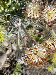 Hypochaeris incana