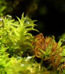 Tortella squarrosa