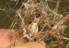 Stegodyphus sarasinorum