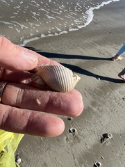 Semicassis granulata