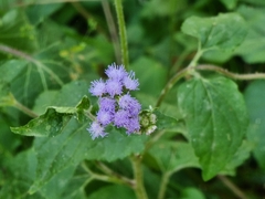 Ageratum