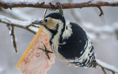 Dendrocopos leucotos