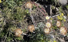 Hypochaeris incana