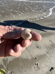 Semicassis granulata