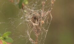 Stegodyphus sarasinorum