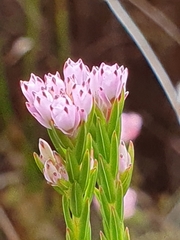 Erica corifolia