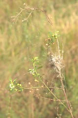 Stegodyphus sarasinorum