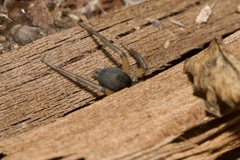 Gnaphosa bicolor