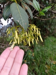 Palicourea lineariflora