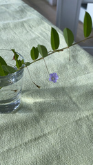 Evolvulus alsinoides