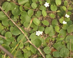 Evolvulus nummularius