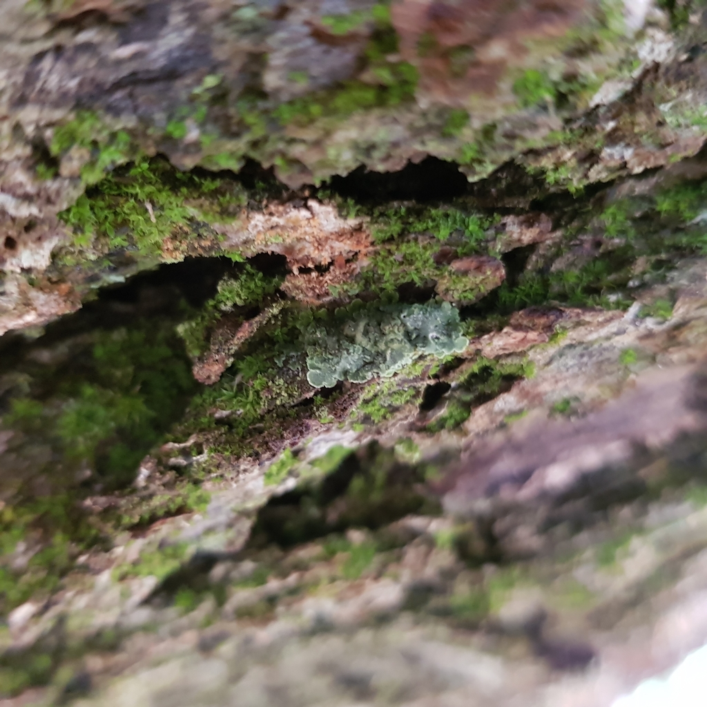Catapyrenium psoromoides