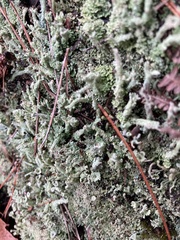 Cladonia