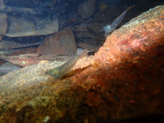 Caridina cantonensis