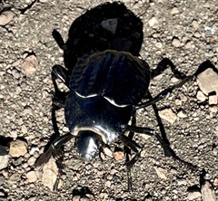 Nyctelia
