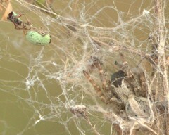 Stegodyphus sarasinorum