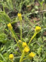 Senecio coronatus